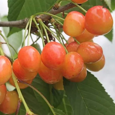 Черешня СЕВЕРНАЯ  Черешня СЕВЕРНАЯ в Архангельске