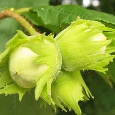 Фундук КАТАЛОНСКИЙ  Фундук КАТАЛОНСКИЙ в Архангельске