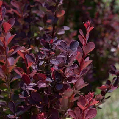Барбарис ХЕЛМОНД ПИЛЛАР тунберга  Барбарис ХЕЛМОНД ПИЛЛАР тунберга в Архангельске