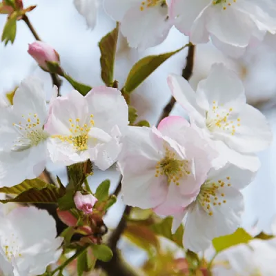 Вишня ОКАМЕ  Вишня ОКАМЕ в Архангельске