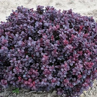 Барбарис КОНКОРД тунберга  Барбарис КОНКОРД тунберга в Архангельске