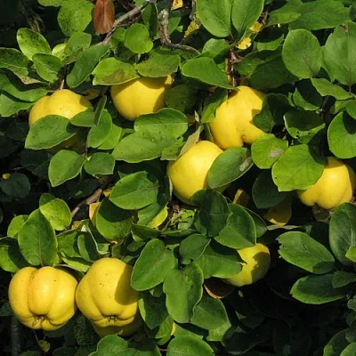 Айва  Айва в Архангельске