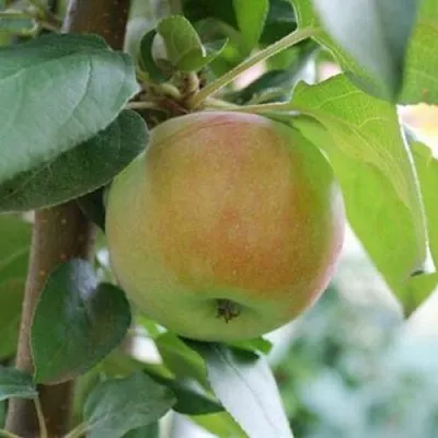 Яблоня ПОДСНЕЖНИК стелющаяся  Яблоня ПОДСНЕЖНИК стелющаяся в Архангельске