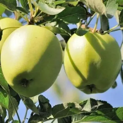 Яблоня САХАРНАЯ  Яблоня САХАРНАЯ в Архангельске