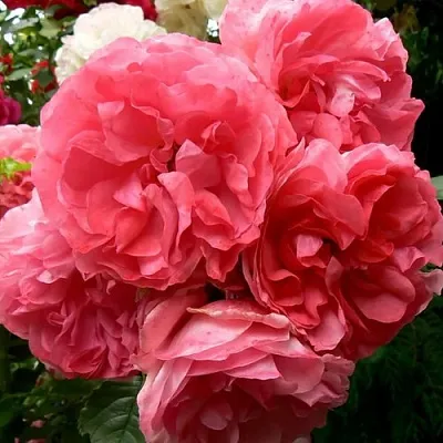 Саженцы роз РОЗЕУМ ЮТЕРСОН плетистая  Саженцы роз РОЗЕУМ ЮТЕРСОН плетистая в Архангельске