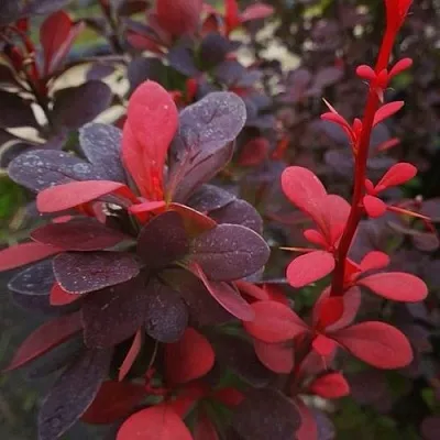 Барбарис РЕД ПИЛЛАР тунберга  Барбарис РЕД ПИЛЛАР тунберга в Архангельске