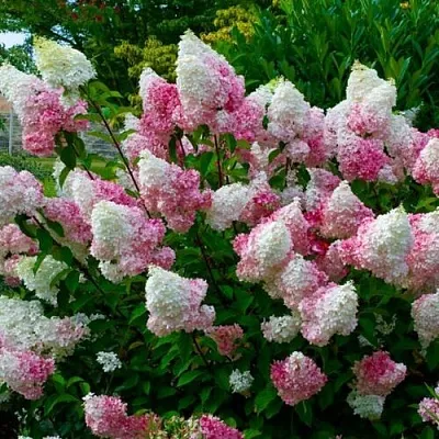 Гортензия  Гортензия в Архангельске