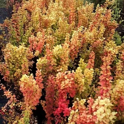 Барбарис САММЕР САНСЕТ тунберга  Барбарис САММЕР САНСЕТ тунберга в Архангельске