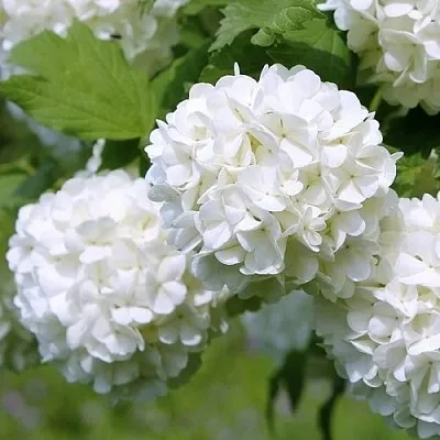 Калина декоративная  Калина декоративная в Архангельске