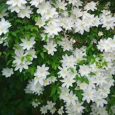 Клематис ТОКИ  Клематис ТОКИ в Архангельске