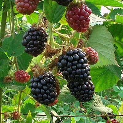 Ежевика ЧЕСТЕР бесшипная  Ежевика ЧЕСТЕР бесшипная в Архангельске