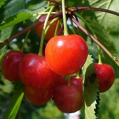 Черешня ФАТЕЖ  Черешня ФАТЕЖ в Архангельске