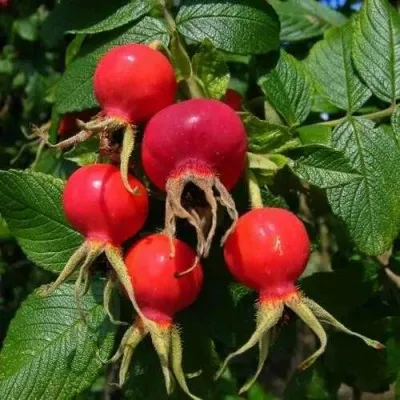 Шиповник ВИТАМИННЫЙ ВНИВИ — описание сорта Шиповник ВИТАМИННЫЙ ВНИВИ в Архангельске