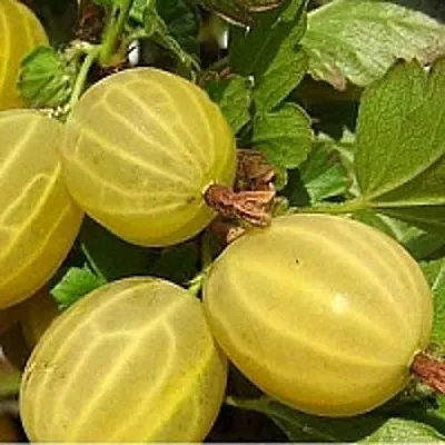 Крыжовник ЯРОВОЙ  Крыжовник ЯРОВОЙ в Архангельске