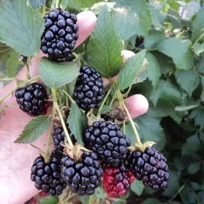 Ежевика ОУАЧИТА бесшипная — описание сорта Ежевика ОУАЧИТА бесшипная в Архангельске