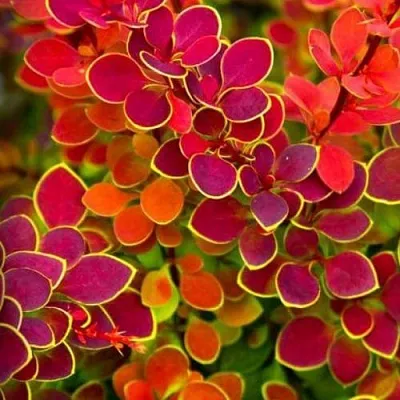 Барбарис ОРАНЖ САНРАЙЗ тунберга  Барбарис ОРАНЖ САНРАЙЗ тунберга в Архангельске