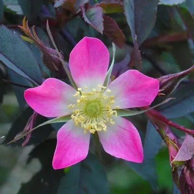 Саженцы роз сизая — описание сорта Саженцы роз сизая в Архангельске