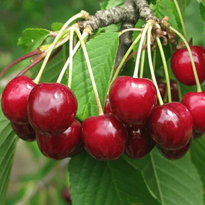 Черешня ГРОНКОВАЯ в Архангельске