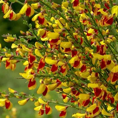 Ракитник  Ракитник в Архангельске