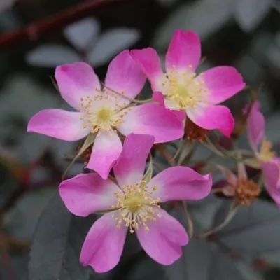 Саженцы роз сизая — описание сорта Саженцы роз сизая в Архангельске