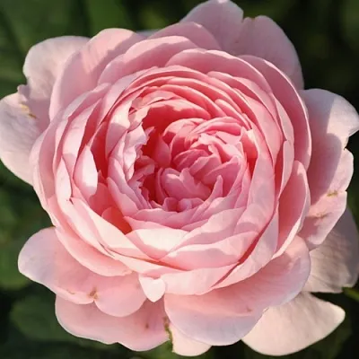 Саженцы роз КУИН ОФ СУИДЕН английская  Саженцы роз КУИН ОФ СУИДЕН английская в Архангельске