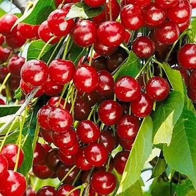 Вишня БРУСНИЦЫНА степная  Вишня БРУСНИЦЫНА степная в Архангельске