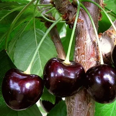 Черешня ДОНЕЦКИЙ УГОЛЁК  Черешня ДОНЕЦКИЙ УГОЛЁК в Архангельске