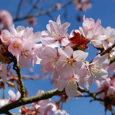 Вишня РАНЧО САРЖЕНТА  Вишня РАНЧО САРЖЕНТА в Архангельске