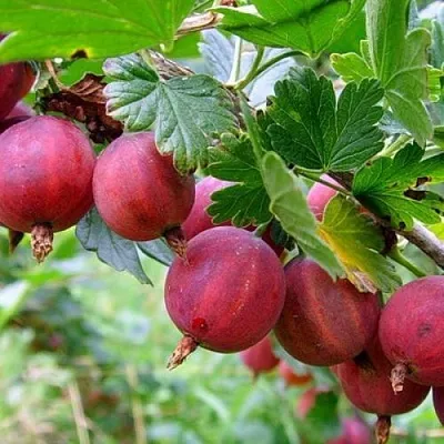 Крыжовник КРАСНОСЛАВЯНСКИЙ  Крыжовник КРАСНОСЛАВЯНСКИЙ в Архангельске