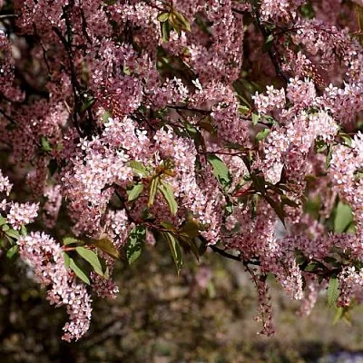 Черемуха  Черемуха в Архангельске