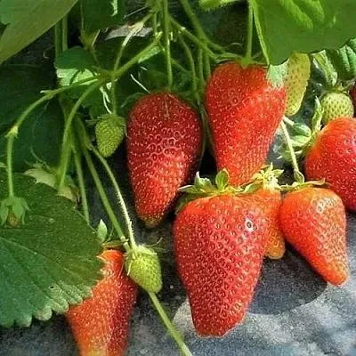 Клубника РОКСАНА в Архангельске