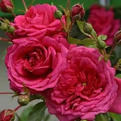 Саженцы роз ЛАГУНА плетистая  Саженцы роз ЛАГУНА плетистая в Архангельске