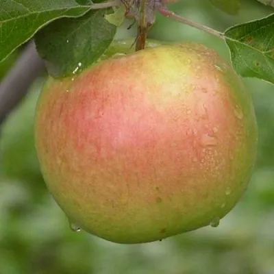 Яблоня БРЯНСКОЕ ЗОЛОТИСТОЕ  Яблоня БРЯНСКОЕ ЗОЛОТИСТОЕ в Архангельске