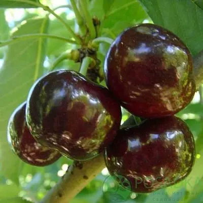 Черешня СВИТХАРТ  Черешня СВИТХАРТ в Архангельске