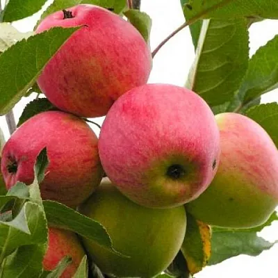 Яблоня МЕЧТА в Архангельске