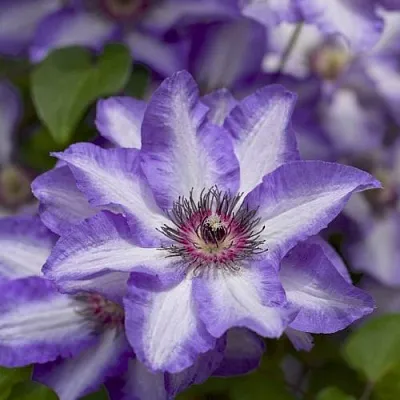 Клематис МОНИНГ СКАЙ  Клематис МОНИНГ СКАЙ в Архангельске