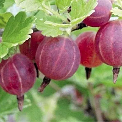 Крыжовник РАВОЛТ  Крыжовник РАВОЛТ в Архангельске