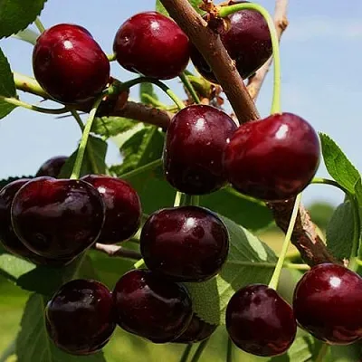 Вишня РОВЕСНИЦА  Вишня РОВЕСНИЦА в Архангельске