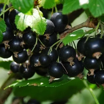 Смородина черная ГЛОБУС  Смородина черная ГЛОБУС в Архангельске