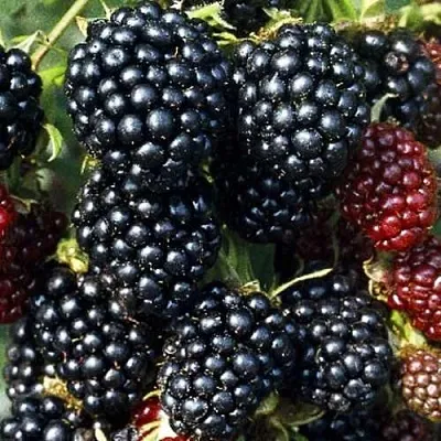 Ежевика ЭВЕРГРИН бесшипная  Ежевика ЭВЕРГРИН бесшипная в Архангельске