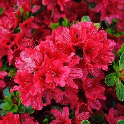 Азалия ХИНО КРИМСОН японская  Азалия ХИНО КРИМСОН японская в Архангельске