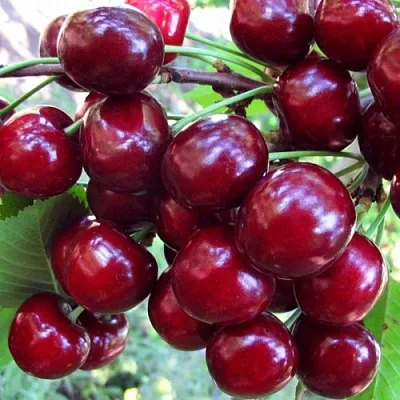 Вишня ЖУКОВСКАЯ  Вишня ЖУКОВСКАЯ в Архангельске