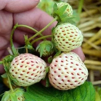 Клубника АНАНАСА ремонтантная в Архангельске