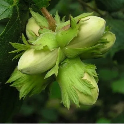 Фундук ТАМБОВСКИЙ ПОЗДНИЙ  Фундук ТАМБОВСКИЙ ПОЗДНИЙ в Архангельске