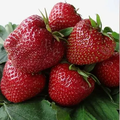 Клубника НАБИЛА в Архангельске