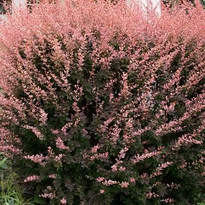 Барбарис РОУЗ ГЛОУ тунберга  Барбарис РОУЗ ГЛОУ тунберга в Архангельске