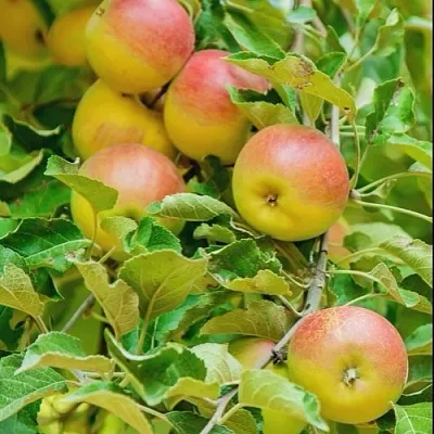 Яблоня ПАМЯТЬ БЛЫНСКОГО колонновидная  Яблоня ПАМЯТЬ БЛЫНСКОГО колонновидная в Архангельске