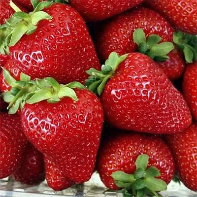 Клубника СКАЛА в Архангельске