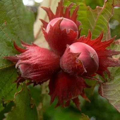 Фундук МОСКОВСКИЙ РУБИН  Фундук МОСКОВСКИЙ РУБИН в Архангельске