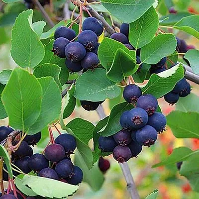 Ирга THIESSEN  Ирга THIESSEN в Архангельске